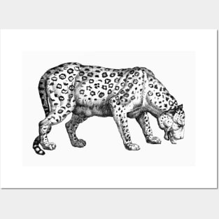 Vintage Leopard Sketch Posters and Art